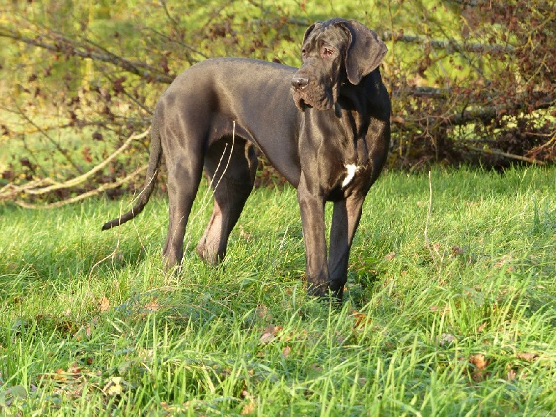 Lady black De La Forêt Des Pins Argentés