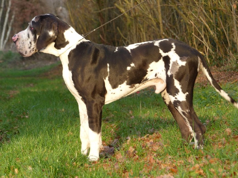 L'unique du Cerbere d'Eyjeaux