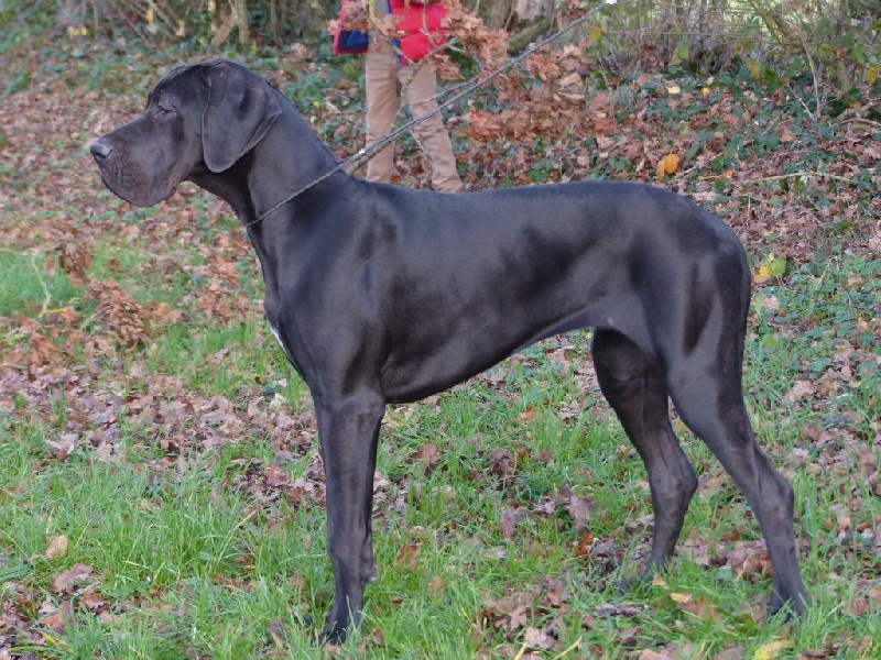 Lady black De La Forêt Des Pins Argentés