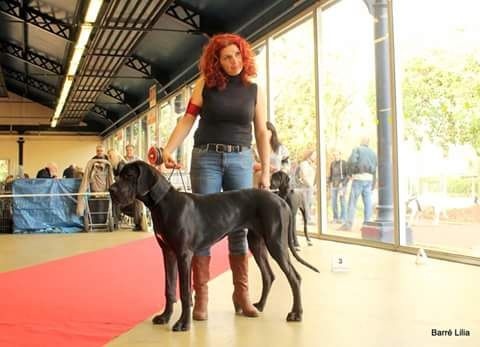 Lady black De La Forêt Des Pins Argentés